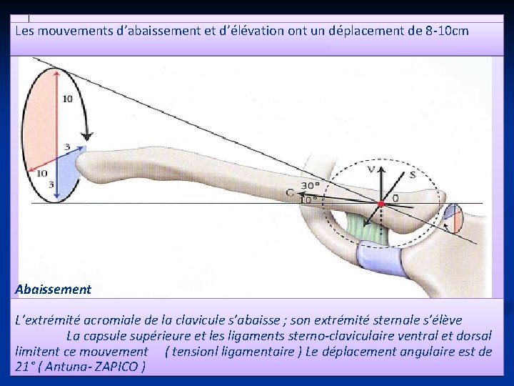 Les mouvements d’abaissement et d’élévation ont un déplacement de 8 -10 cm Abaissement L’extrémité