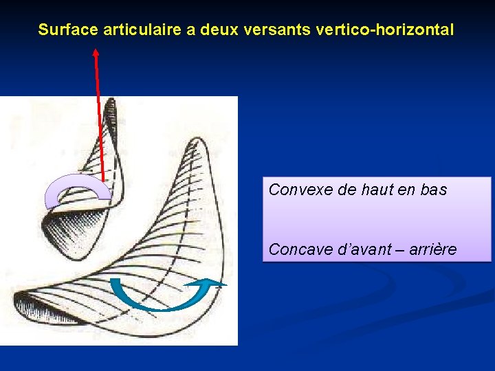 Surface articulaire a deux versants vertico-horizontal Convexe de haut en bas Concave d’avant –