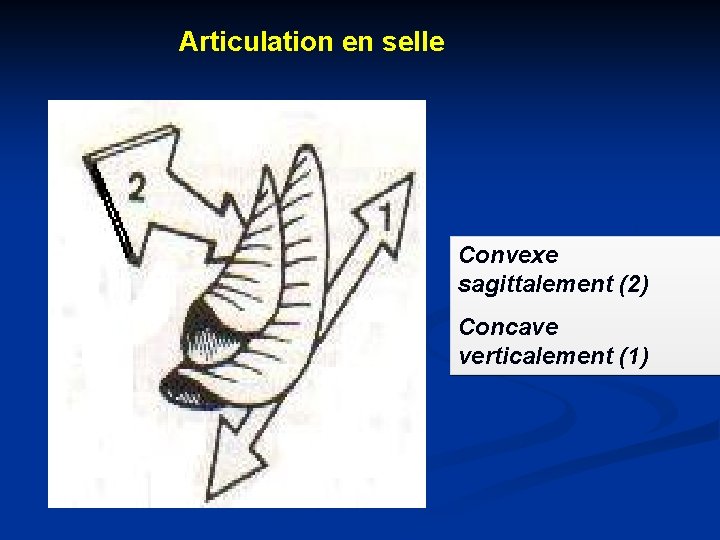 Articulation en selle Convexe sagittalement (2) Concave verticalement (1) 