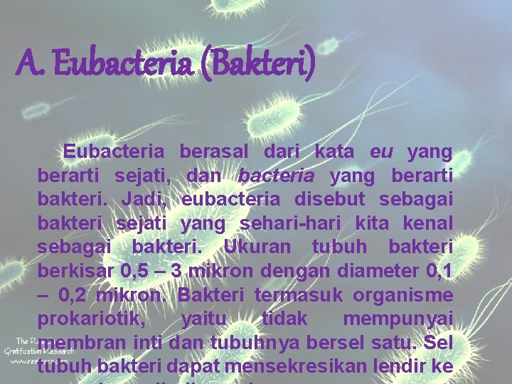 A. Eubacteria (Bakteri) Eubacteria berasal dari kata eu yang berarti sejati, dan bacteria yang