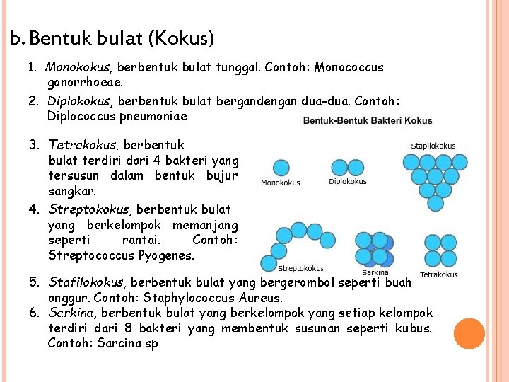 b. Bentuk bulat (Kokus) 1. Monokokus, berbentuk bulat tunggal. Contoh: Monococcus gonorrhoeae. 2. Diplokokus,