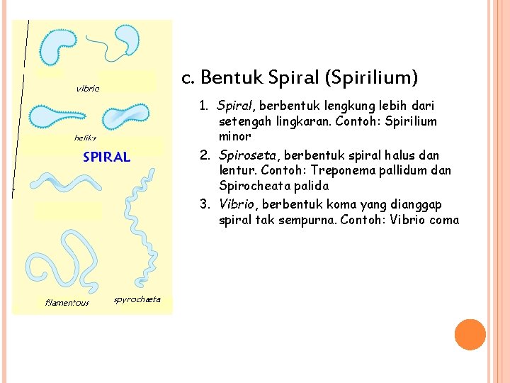 c. Bentuk Spiral (Spirilium) 1. Spiral, berbentuk lengkung lebih dari setengah lingkaran. Contoh: Spirilium