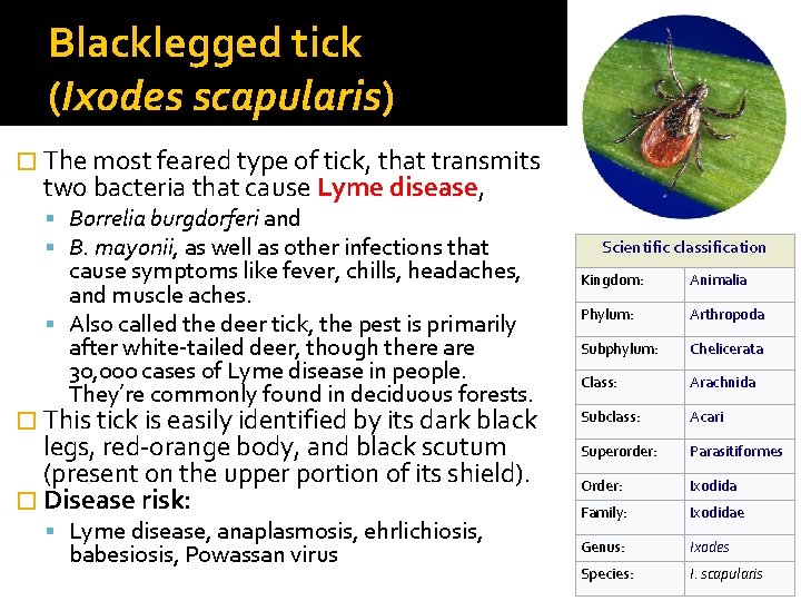 Blacklegged tick (Ixodes scapularis) � The most feared type of tick, that transmits two