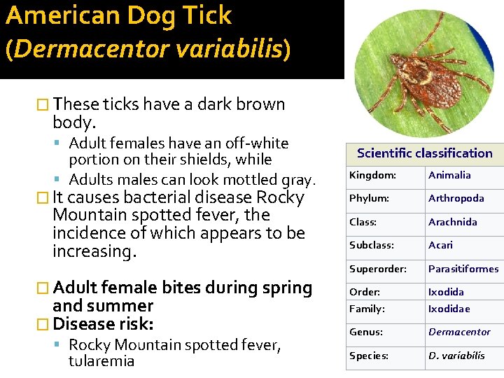 American Dog Tick (Dermacentor variabilis) � These ticks have a dark brown body. Adult