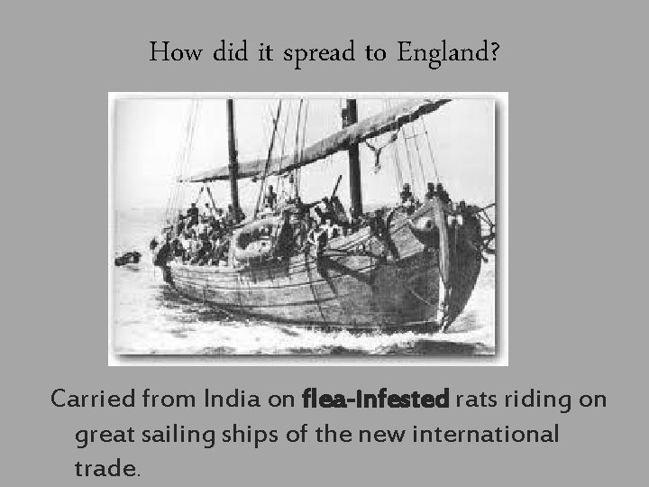 How did it spread to England? Carried from India on flea-infested rats riding on