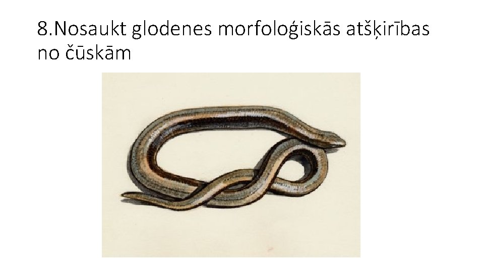 8. Nosaukt glodenes morfoloģiskās atšķirības no čūskām 