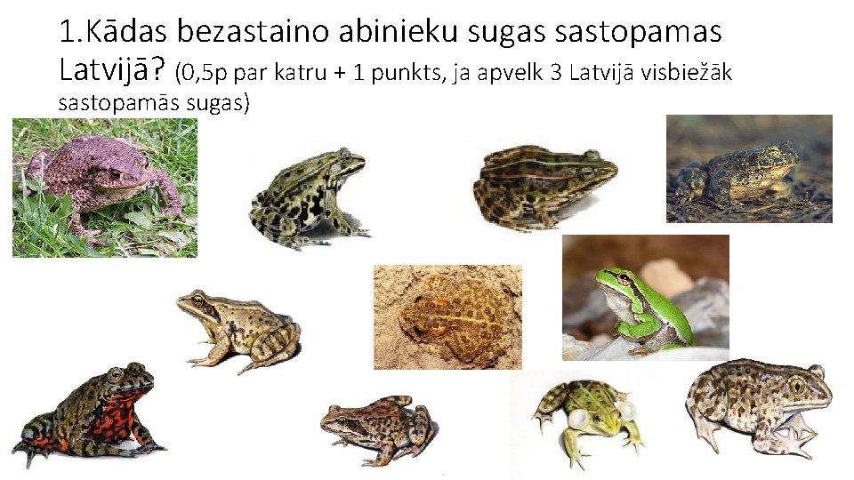 1. Kādas bezastaino abinieku sugas sastopamas Latvijā? (0, 5 p par katru + 1