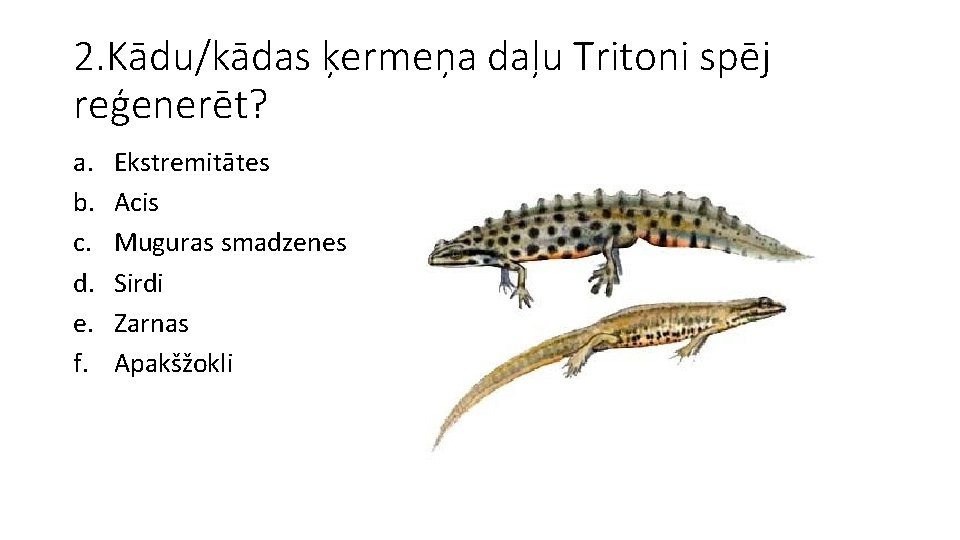 2. Kādu/kādas ķermeņa daļu Tritoni spēj reģenerēt? a. b. c. d. e. f. Ekstremitātes