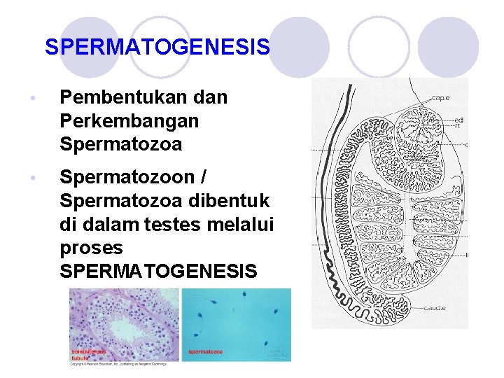 SPERMATOGENESIS • Pembentukan dan Perkembangan Spermatozoa • Spermatozoon / Spermatozoa dibentuk di dalam testes