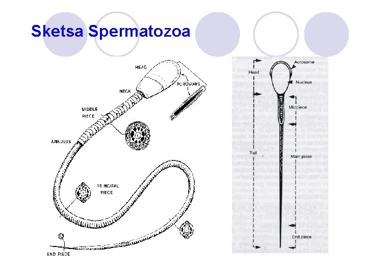 Sketsa Spermatozoa 
