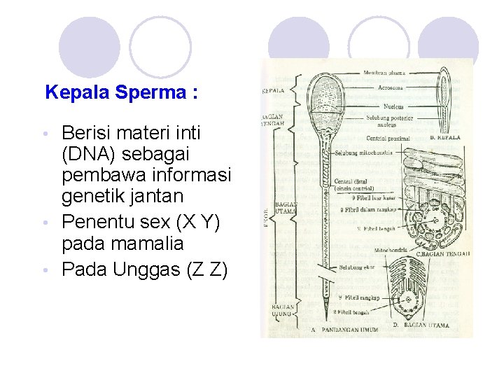Kepala Sperma : Berisi materi inti (DNA) sebagai pembawa informasi genetik jantan • Penentu