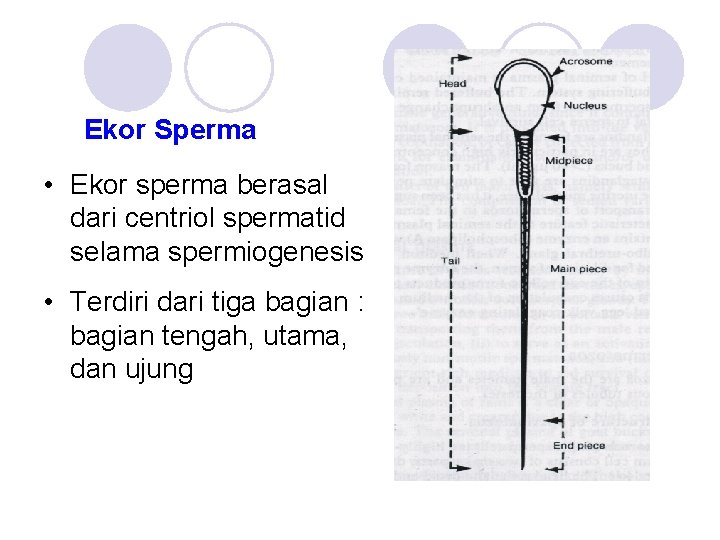 Ekor Sperma • Ekor sperma berasal dari centriol spermatid selama spermiogenesis • Terdiri dari