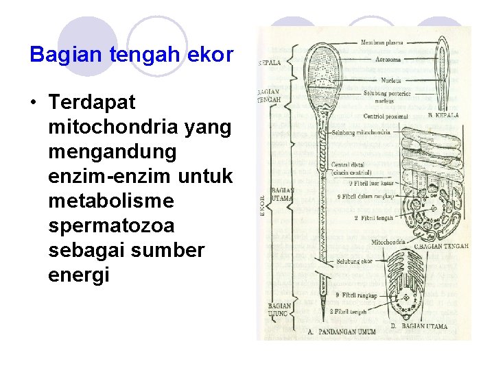Bagian tengah ekor • Terdapat mitochondria yang mengandung enzim-enzim untuk metabolisme spermatozoa sebagai sumber