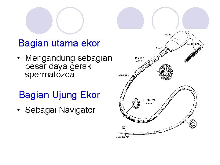 Bagian utama ekor • Mengandung sebagian besar daya gerak spermatozoa Bagian Ujung Ekor •
