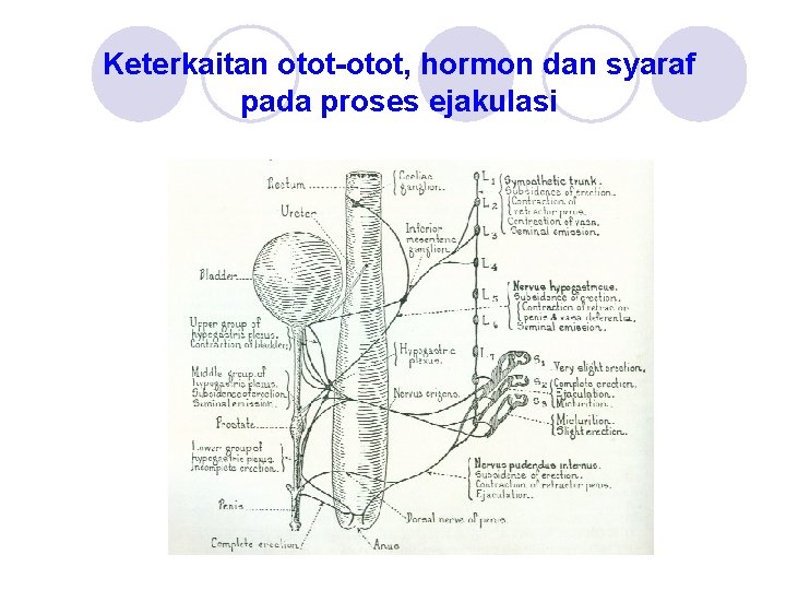 Keterkaitan otot-otot, hormon dan syaraf pada proses ejakulasi 
