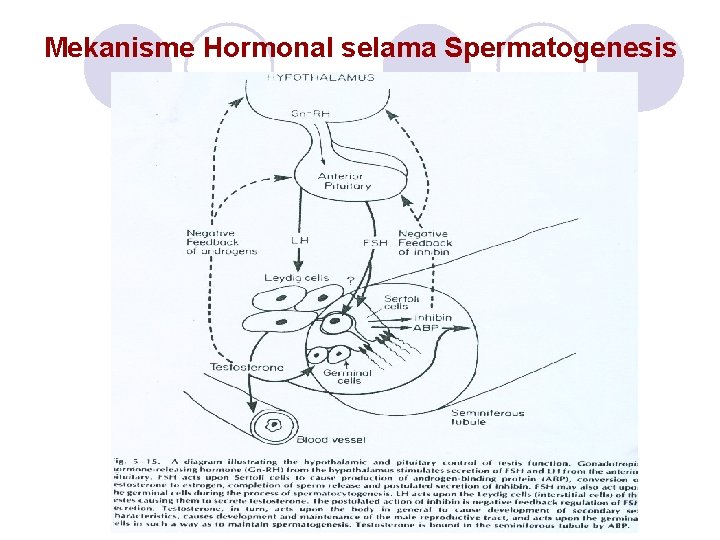 Mekanisme Hormonal selama Spermatogenesis 