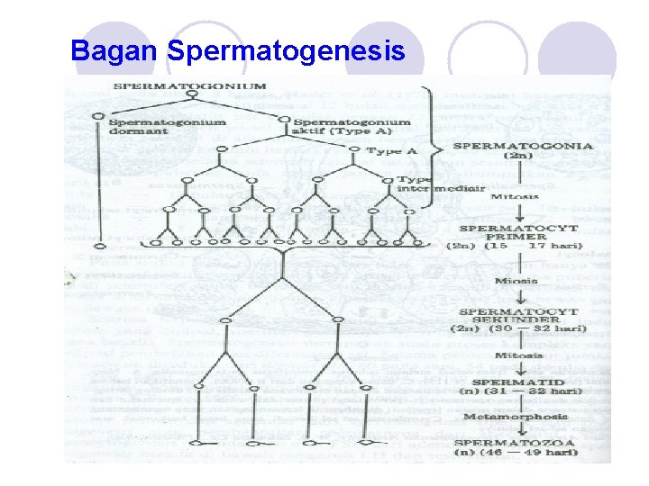 Bagan Spermatogenesis 