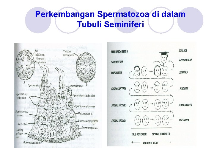 Perkembangan Spermatozoa di dalam Tubuli Seminiferi 