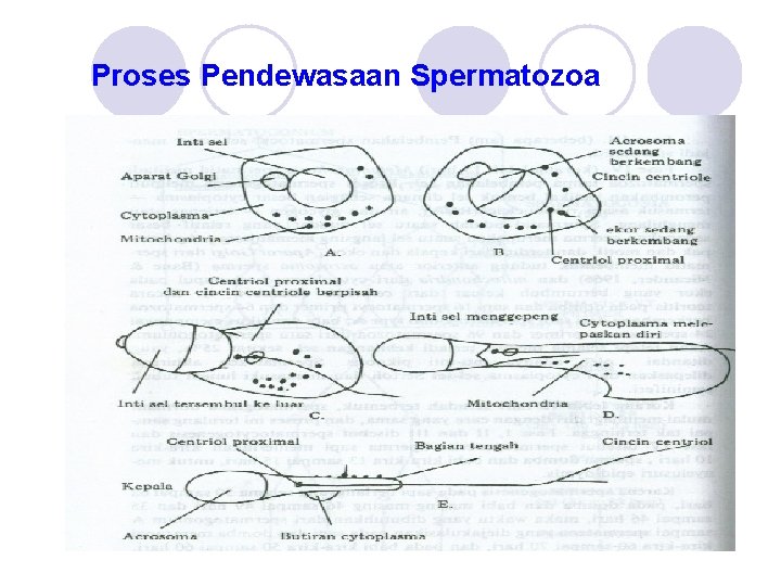 Proses Pendewasaan Spermatozoa 