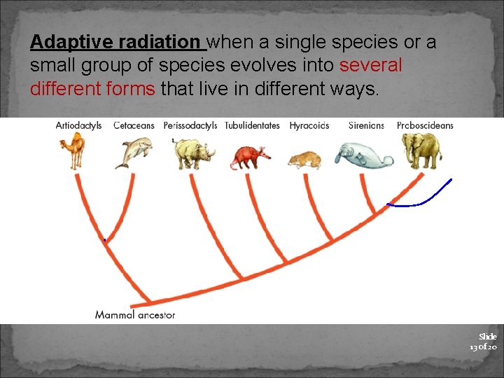 Adaptive radiation when a single species or a small group of species evolves into