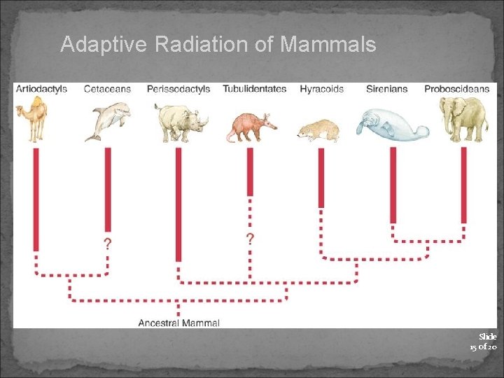 Adaptive Radiation of Mammals Slide 15 of 20 