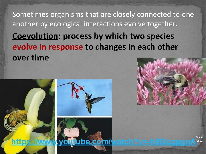 Sometimes organisms that are closely connected to one another by ecological interactions evolve together.