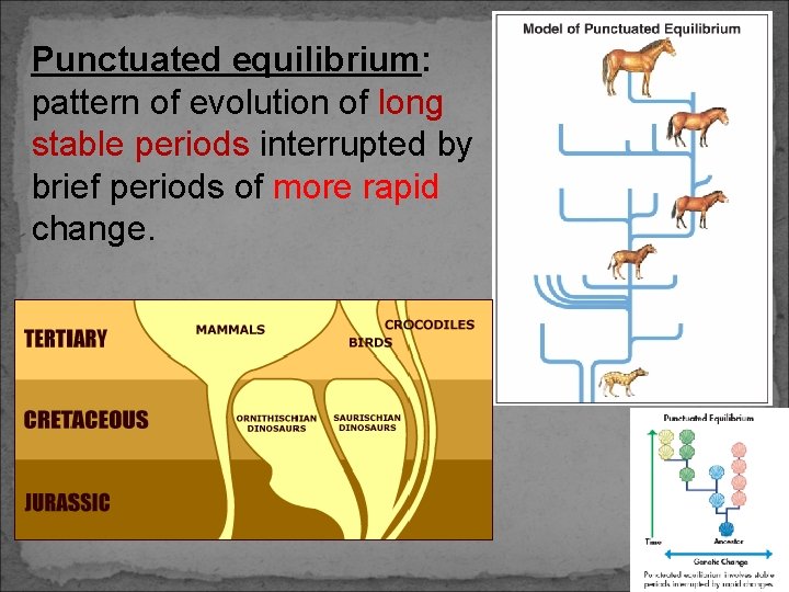 Punctuated equilibrium: pattern of evolution of long stable periods interrupted by brief periods of