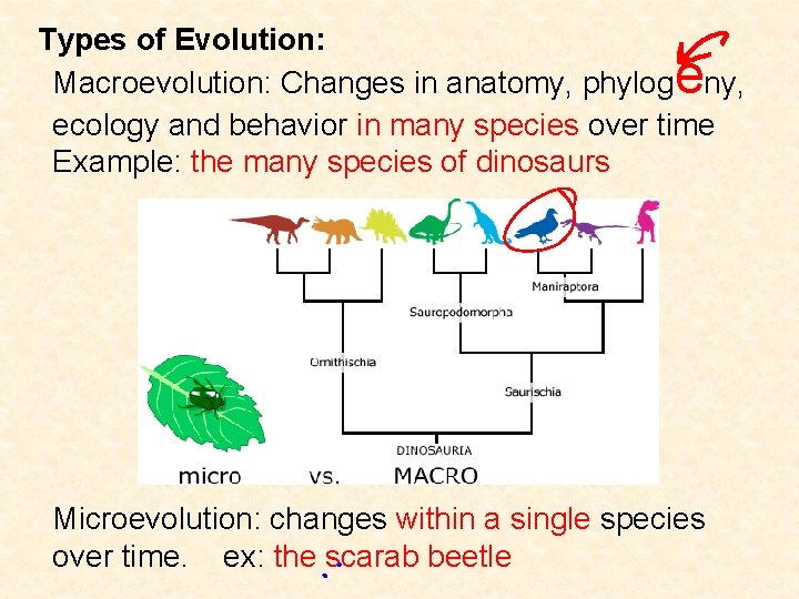 Types of Evolution: Macroevolution: Changes in anatomy, phylog ny, ecology and behavior in many