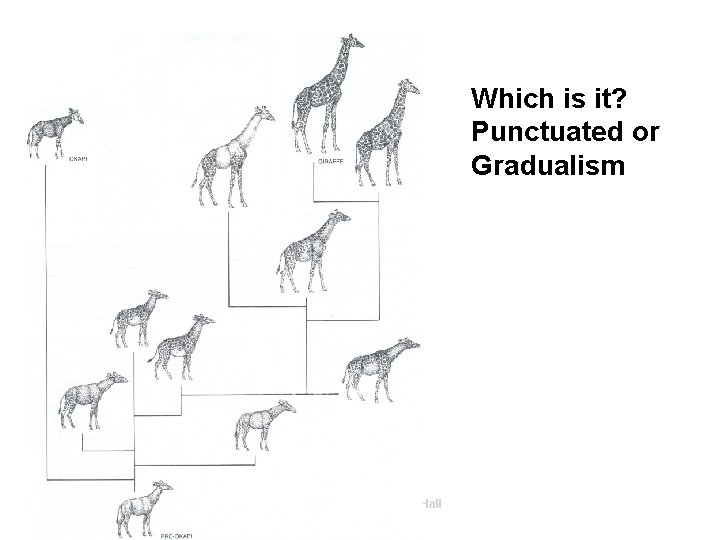 Which is it? Punctuated or Gradualism Copyright Pearson Prentice Hall Slide 21 of 20