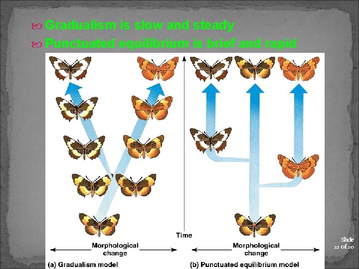  Gradualism is slow and steady Punctuated equilibrium is brief and rapid Slide 22