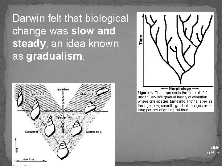 Darwin felt that biological change was slow and steady, an idea known as gradualism.