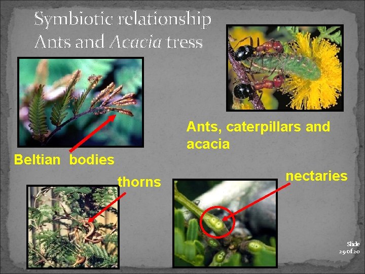 Symbiotic relationship Ants and Acacia tress Ants, caterpillars and acacia Beltian bodies thorns nectaries
