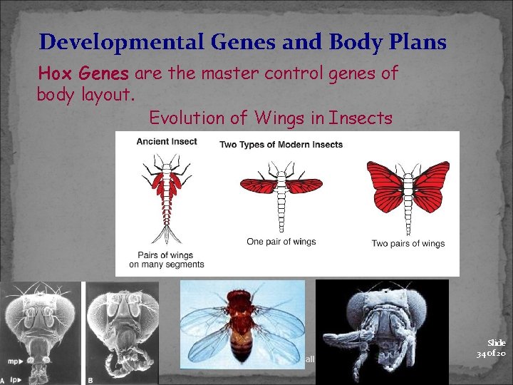 Developmental Genes and Body Plans Hox Genes are the master control genes of body