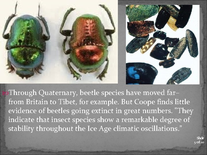  Through Quaternary, beetle species have moved far– from Britain to Tibet, for example.