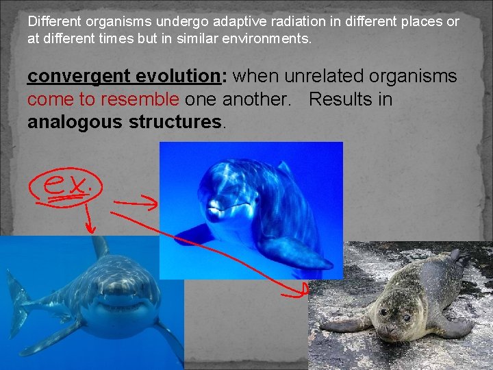 Different organisms undergo adaptive radiation in different places or at different times but in