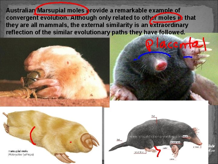 Australian Marsupial moles provide a remarkable example of convergent evolution. Although only related to