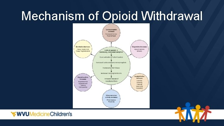 Mechanism of Opioid Withdrawal 