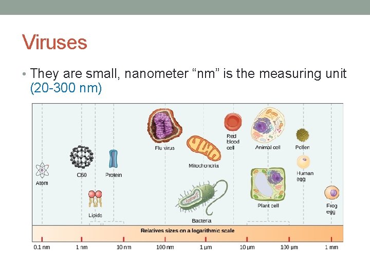 Viruses • They are small, nanometer “nm” is the measuring unit (20 -300 nm)
