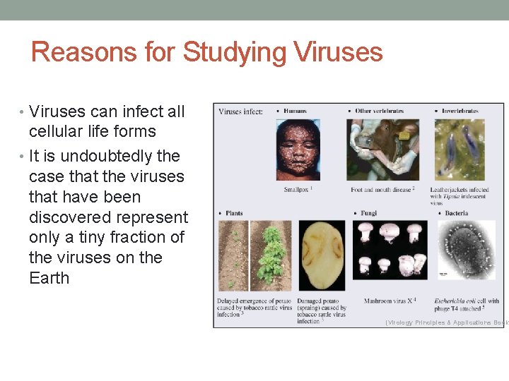 Reasons for Studying Viruses • Viruses can infect all cellular life forms • It