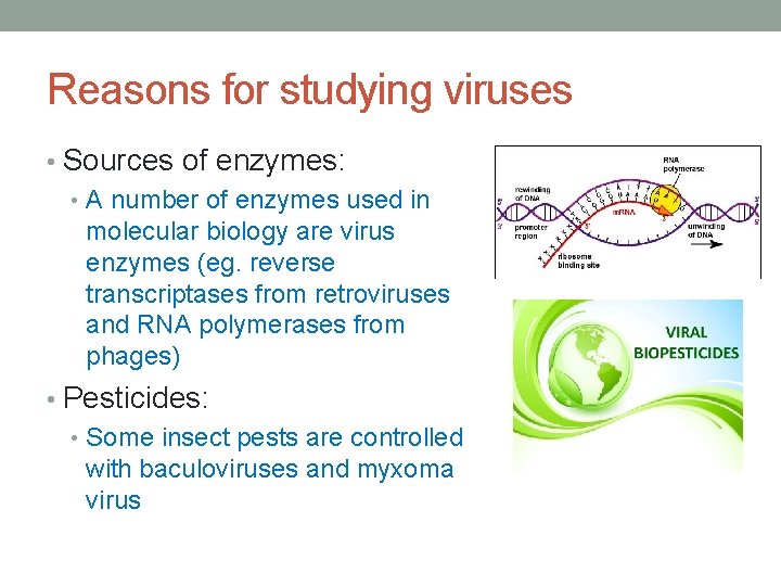 Reasons for studying viruses • Sources of enzymes: • A number of enzymes used