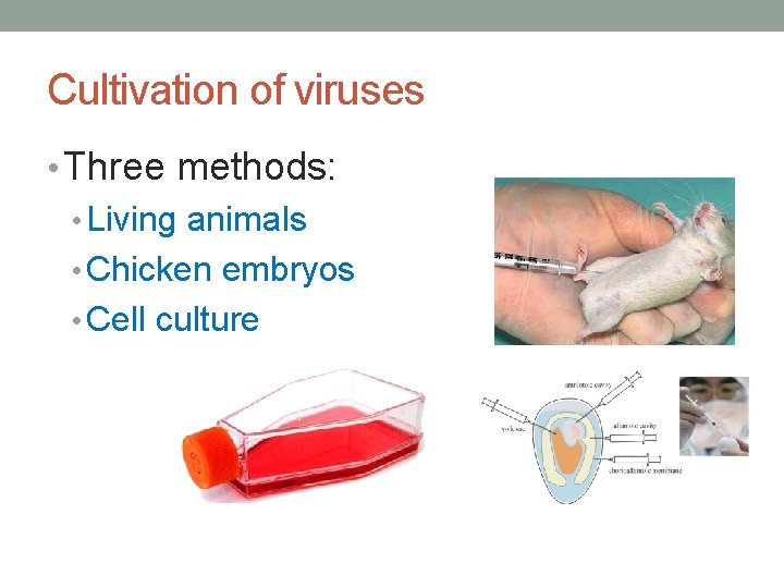 Cultivation of viruses • Three methods: • Living animals • Chicken embryos • Cell