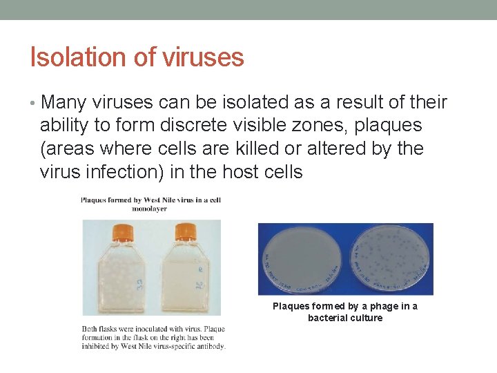 Isolation of viruses • Many viruses can be isolated as a result of their