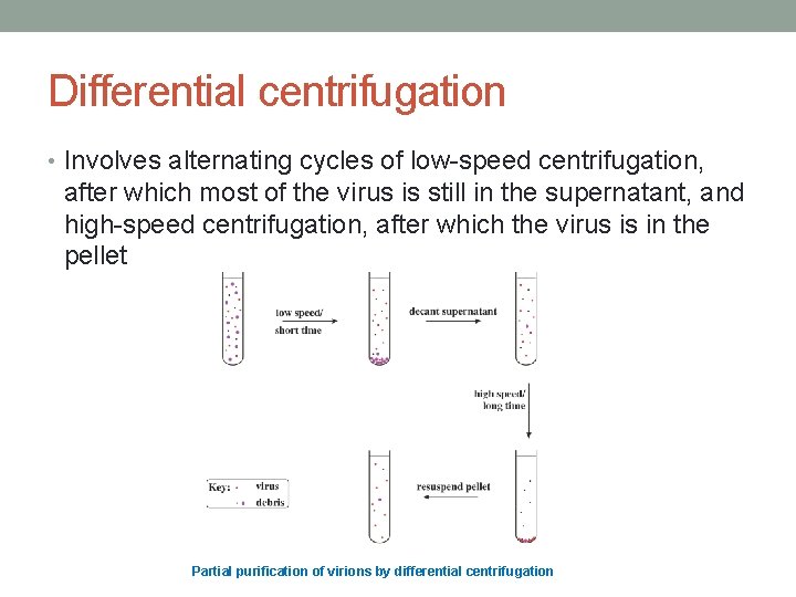 Differential centrifugation • Involves alternating cycles of low-speed centrifugation, after which most of the