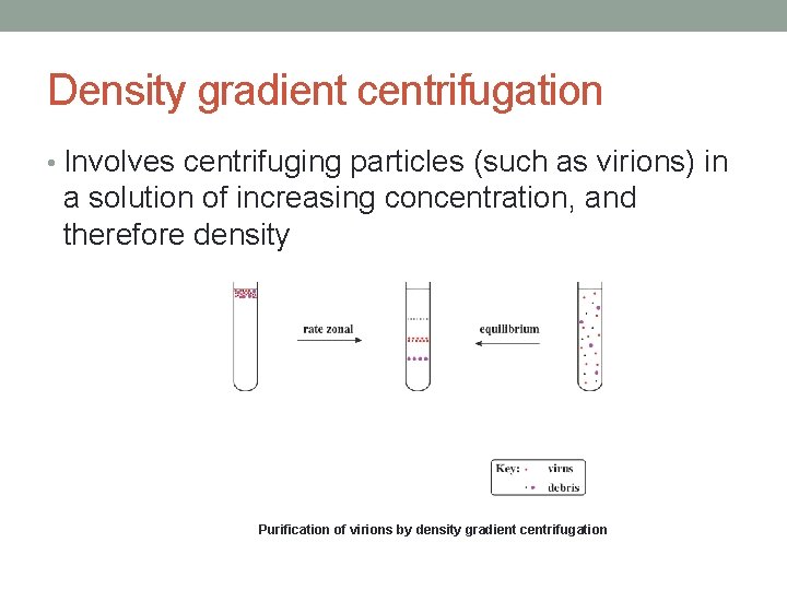 Density gradient centrifugation • Involves centrifuging particles (such as virions) in a solution of