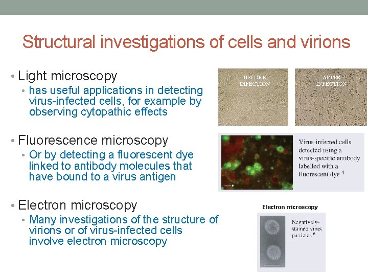 Structural investigations of cells and virions • Light microscopy • has useful applications in