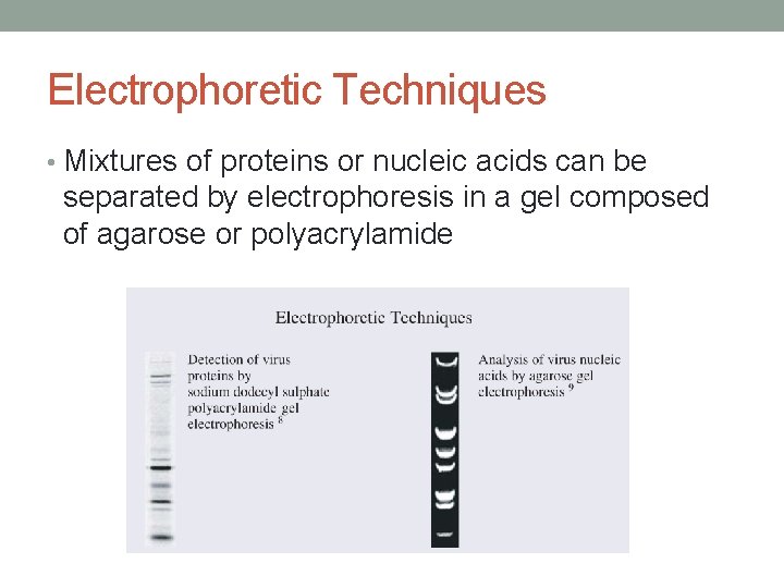 Electrophoretic Techniques • Mixtures of proteins or nucleic acids can be separated by electrophoresis