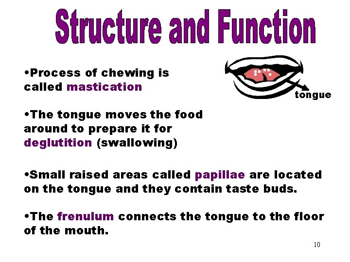 The Tongue • Process of chewing is called mastication . . . tongue •