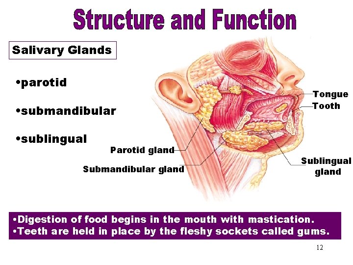 Salivary Glands • parotid • submandibular • sublingual Parotid gland Submandibular gland Tongue Tooth