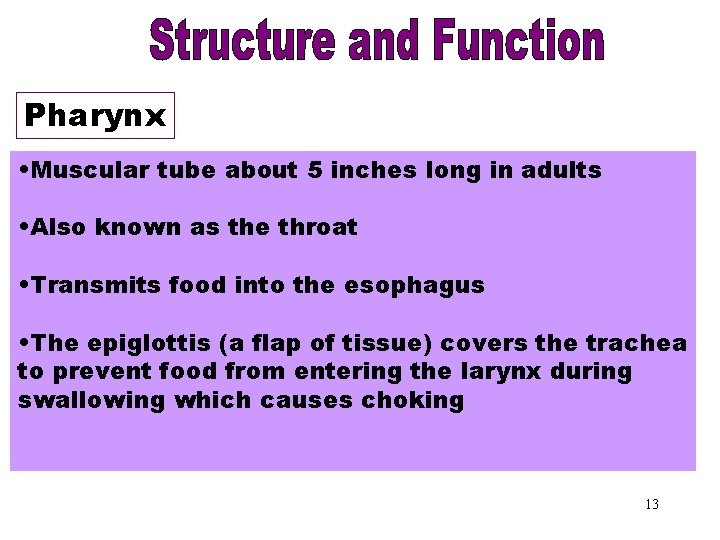 Pharynx • Muscular tube about 5 inches long in adults • Also known as