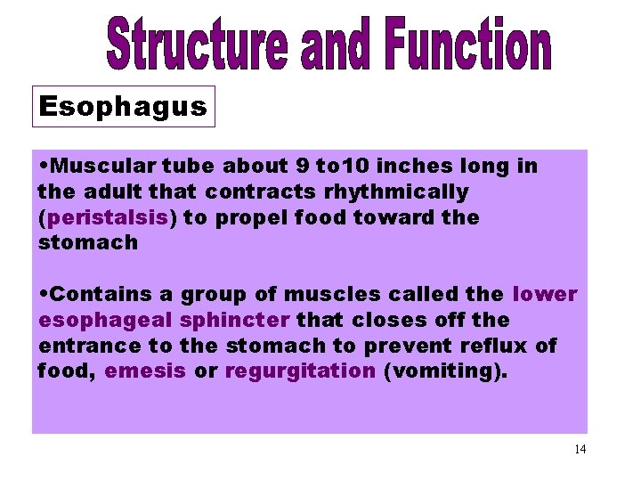Esophagus • Muscular tube about 9 to 10 inches long in the adult that